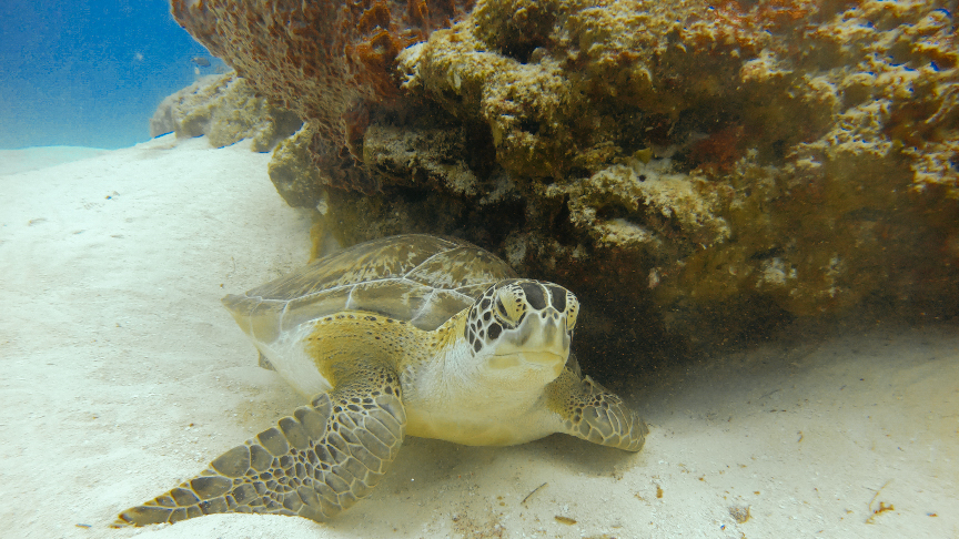 hawksbill sea turtle while diving in Cozumel