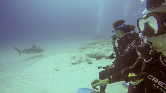 bullshark diving in playa del carmen, buceo con tiburon toro en playa del carmen