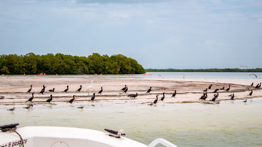 Flamingos in holbox with underwatermexico