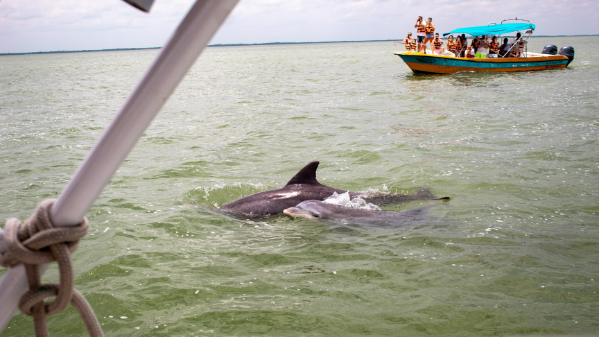 wild dolphins in holbox at underwatermexico