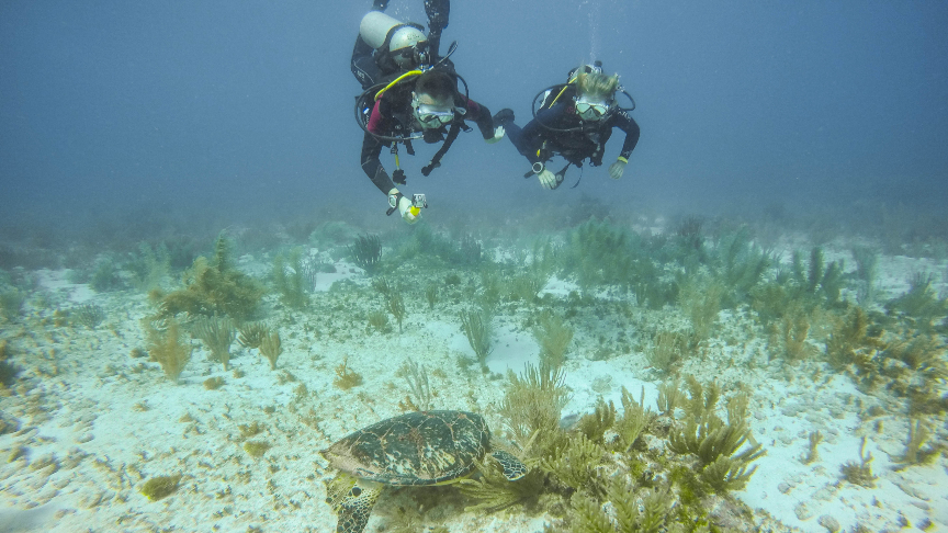 Taking a picture of a hawksbill turtle in Isla Mujeres