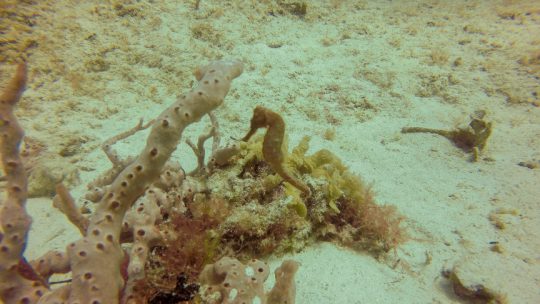 Sea horse in Sabalos reef, Playa del Carmen, Mexico