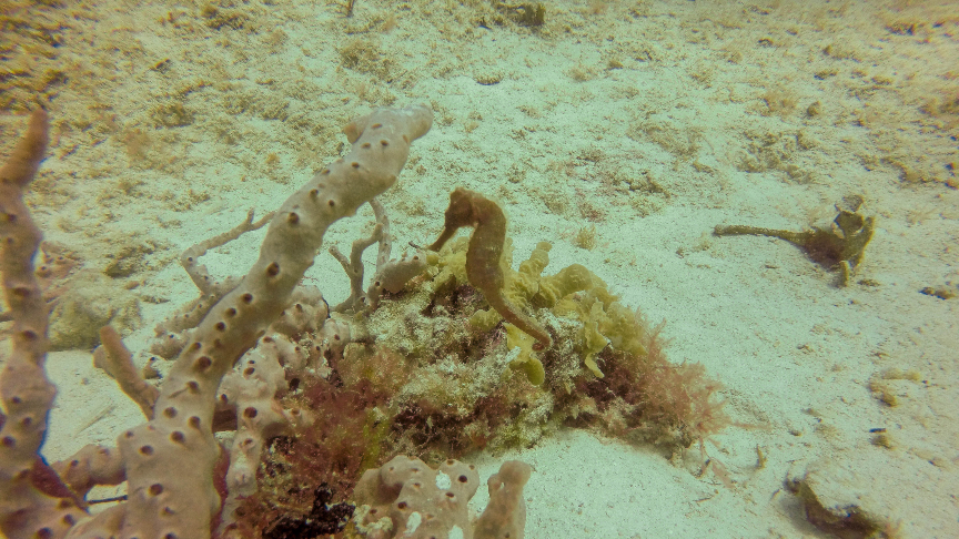 Sea horse in Sabalos reef, Playa del Carmen, Mexico