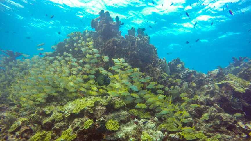 Manchones reef at our dives in isla mujeres