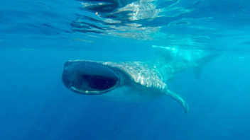 Whale Shark Experience