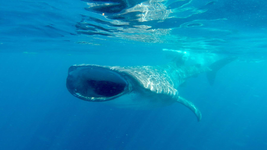 swimming with whale shark in mexico, nado con el tiburon ballena en la riviera maya, zwemmen met walvishaaien in mexico