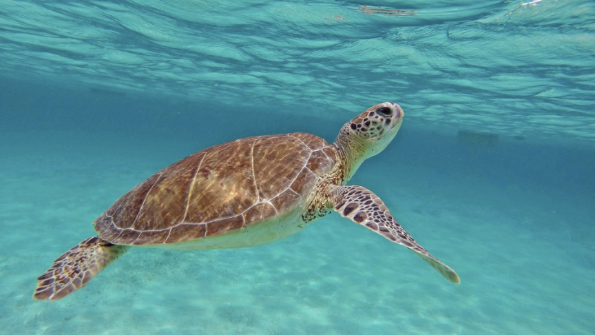 carey turtle at isla mujeres with underwatermexico