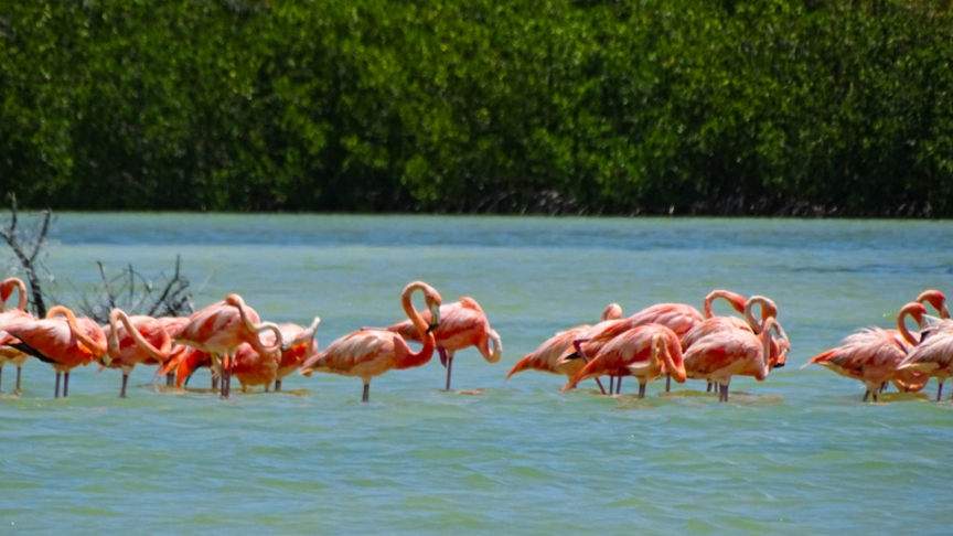 Flamingos on holbox island