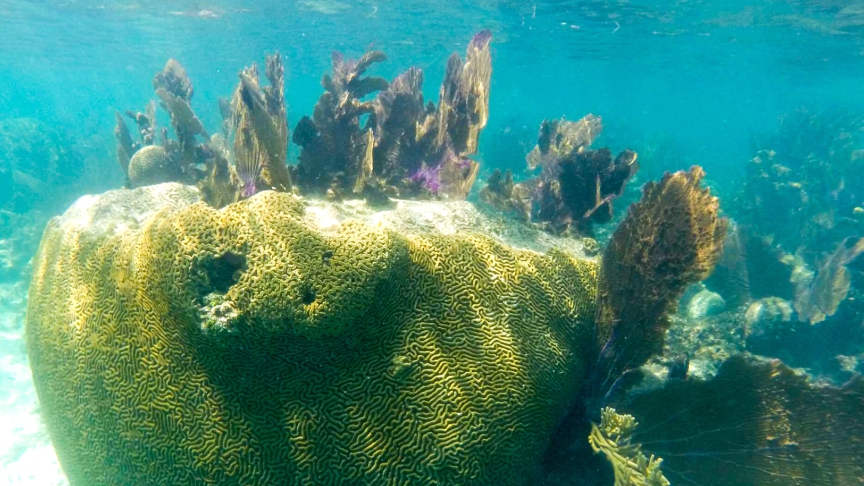 brain coral in isla mujeres