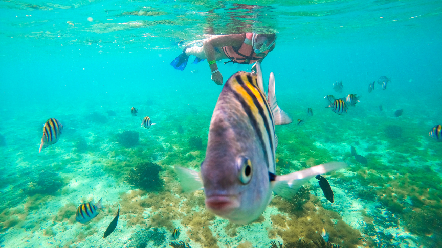 snorkeling between fish at isla mujeres