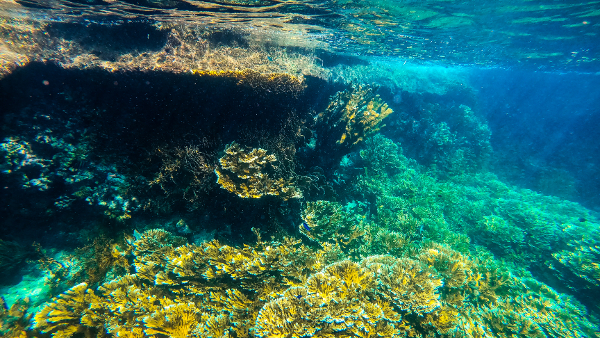 variety coral reef at Isla Mujeres, Mexico
