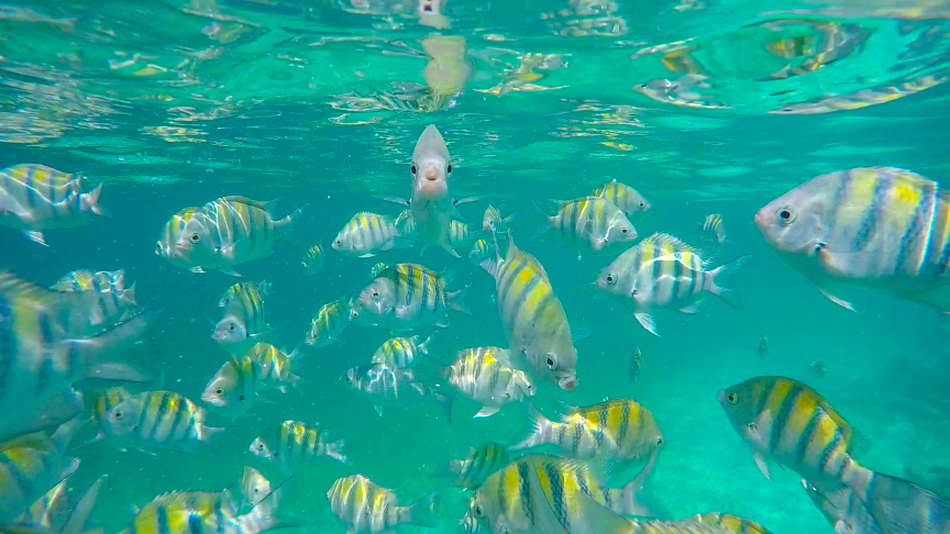 sergeant major fishes isla mujeres, mexico