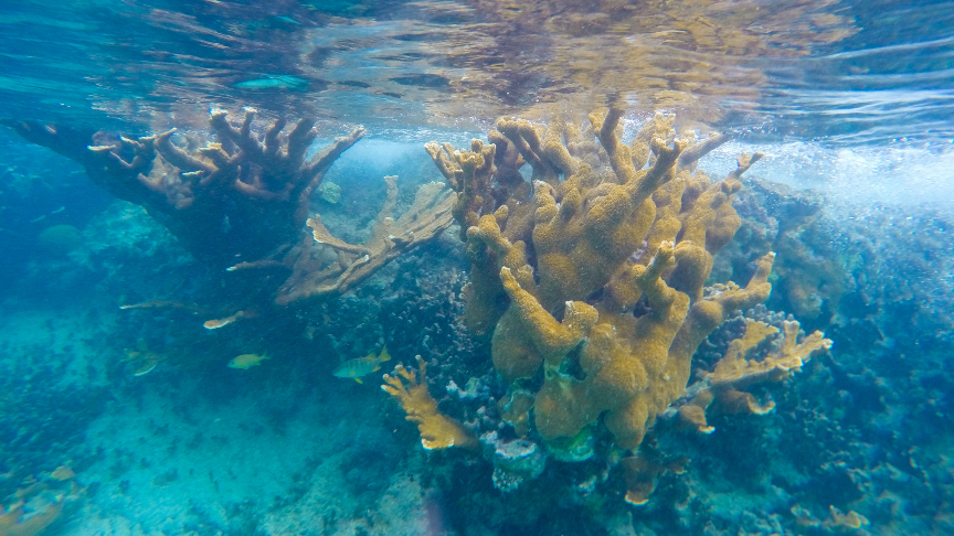 coral reef at Isla Mujeres, Riviera Maya,Mexico