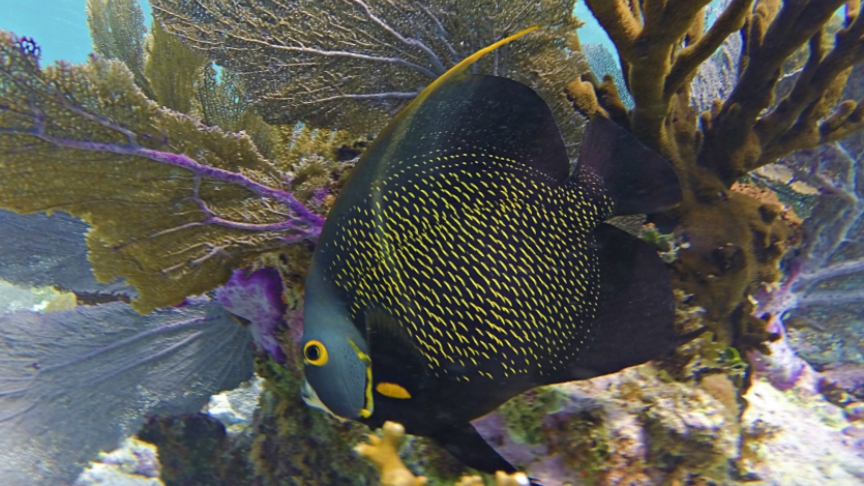 angel fish at Reef Experience at riviera maya, mexico, snorkel en isla mujeres