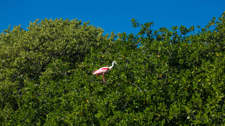 Roseate spoonbill in sian kaan