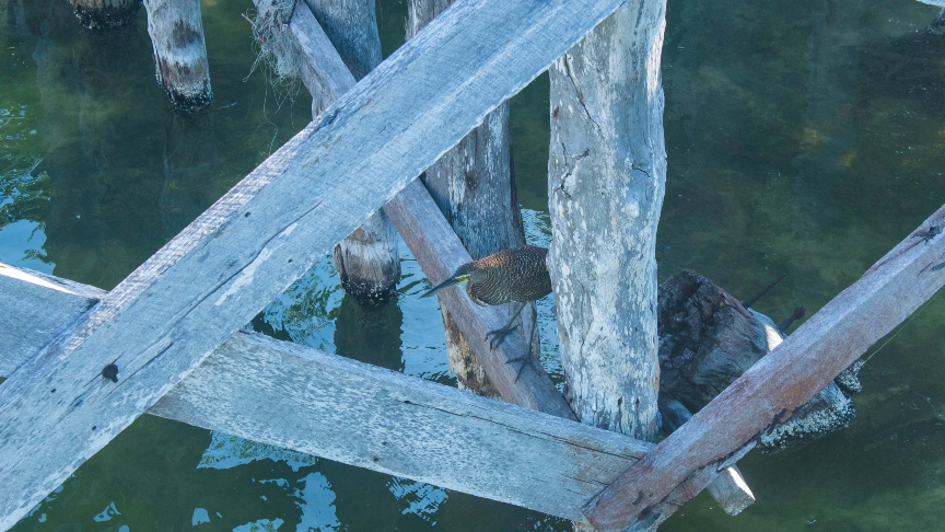 tiger heron in sian kaan with underwatermexico