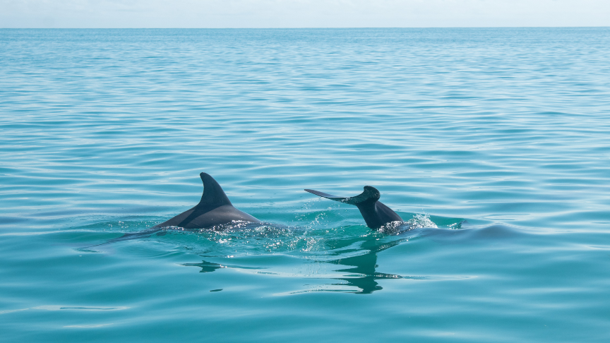 wild dolphins at sian kaan