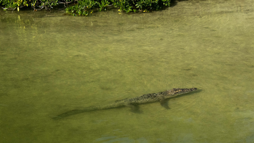 crocodile at sian kaan with underwatermexico