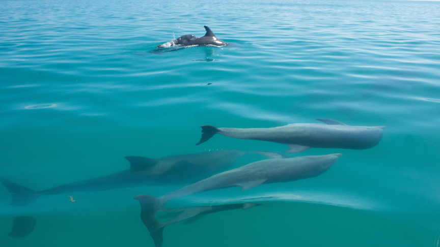 happy dolphins in sian kaan