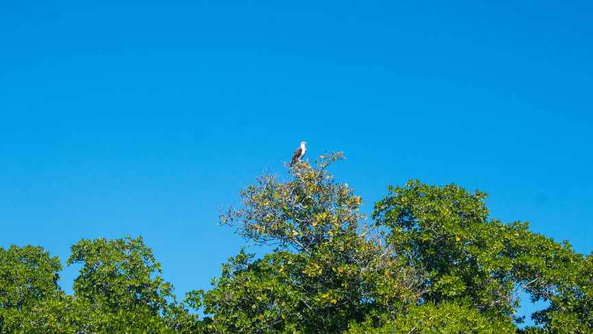 eagle at sian kaan