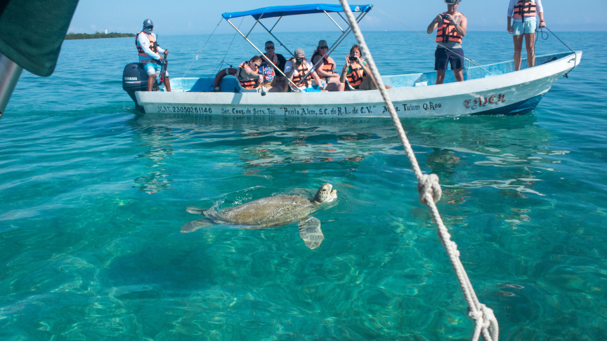 carey turtle at sian kaan experience