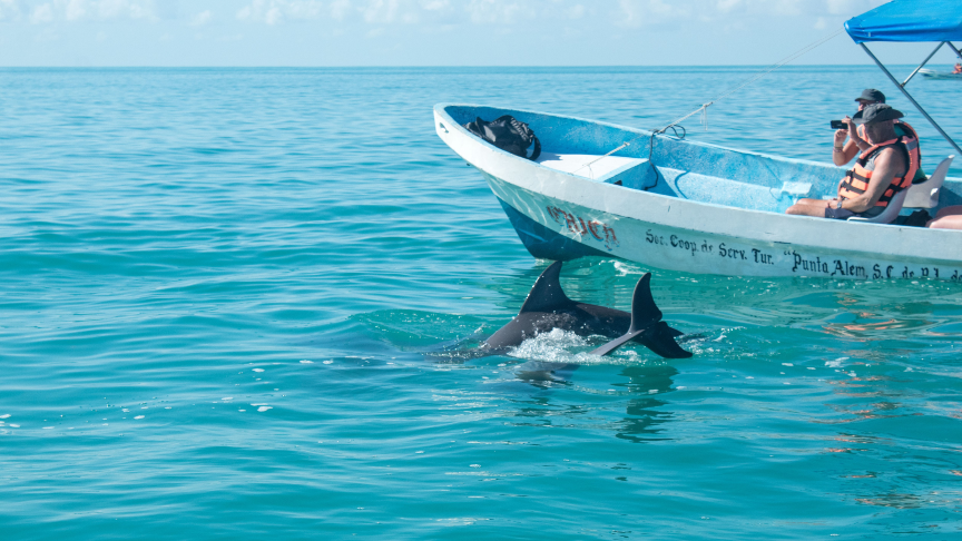 dolphins on the excursion to sian kaan, sian ka'an experience