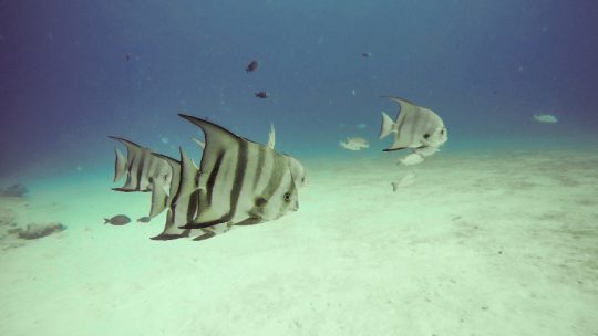 tropical fish in a Playa del Carmen dive