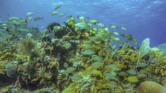 Manchones reef during our Musa diving in isla mujeres