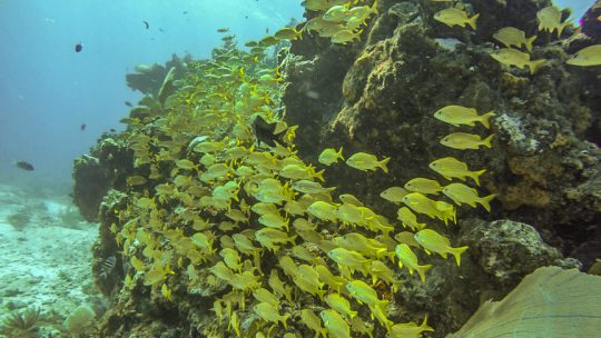 Manchones reef Musa diving in isla mujeres