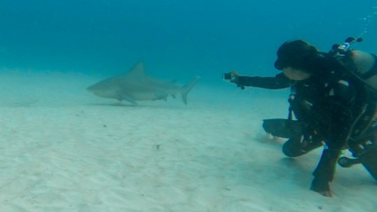 bulshark diving in playa del carmen with underwatermexico