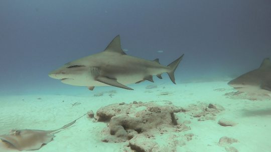 bull shark diving at playa del carmen