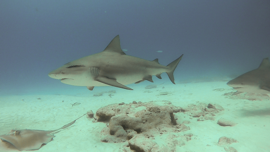 bull shark diving at playa del carmen