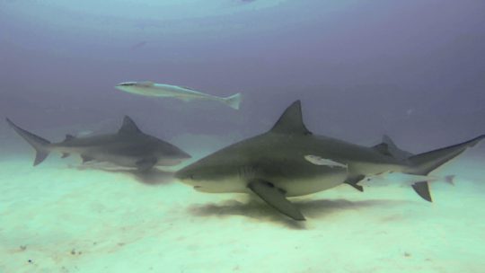 Bullshark diving in playa del carmen with underwatermexico