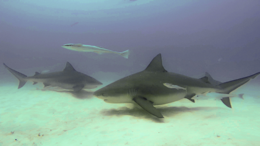 Picture of 2 Tanks Bull shark duik Playa del Carmen