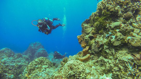 fun dive in cozumel with underwatermexico, Dive Experience, experiencias-de-buceo