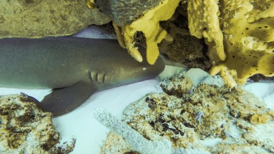 nurse shark on our dive trip in Cozumel