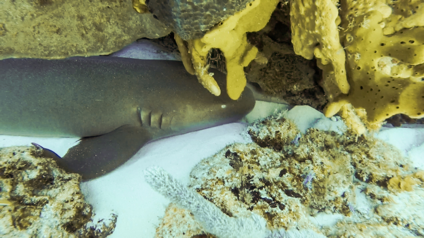 Picture of 2 Tanks Reef Diving on Cozumel Island