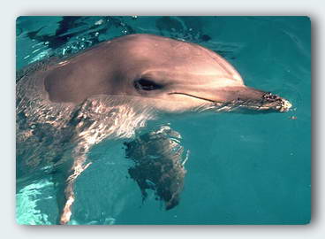 nado con delfines, swimming with dolphins, zwemmen met dolfijnen