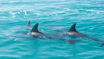 Swimming with dolphins? Read this first