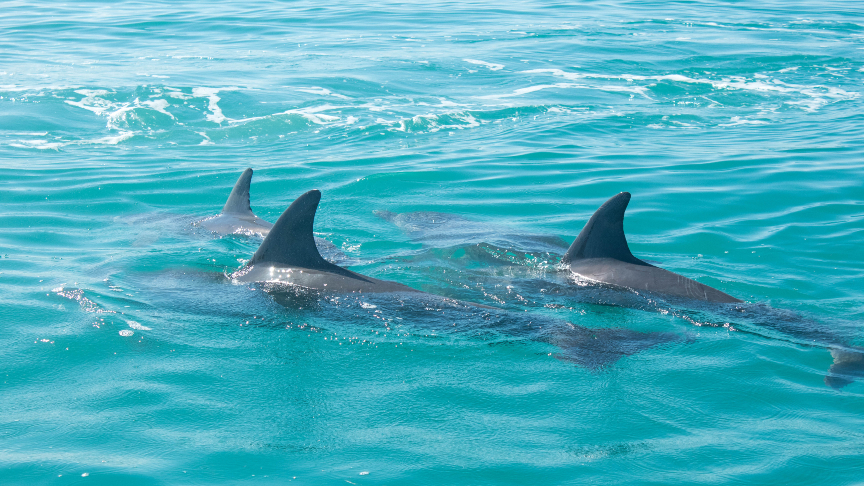 Nado con delfines, Zwemmen met dolfijnen