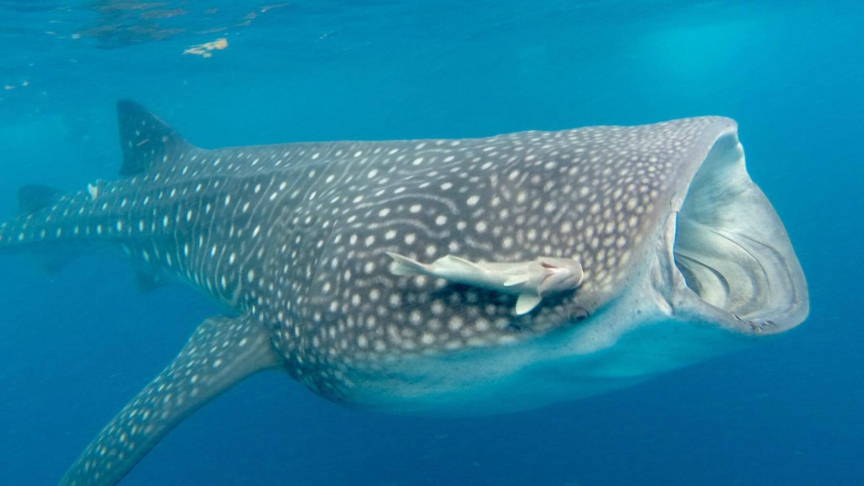 close up of a whale shark in isla mujeres