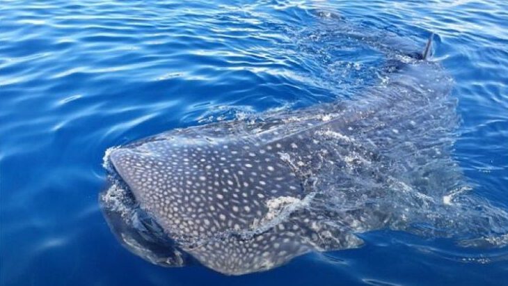 whale shark seen from the boat