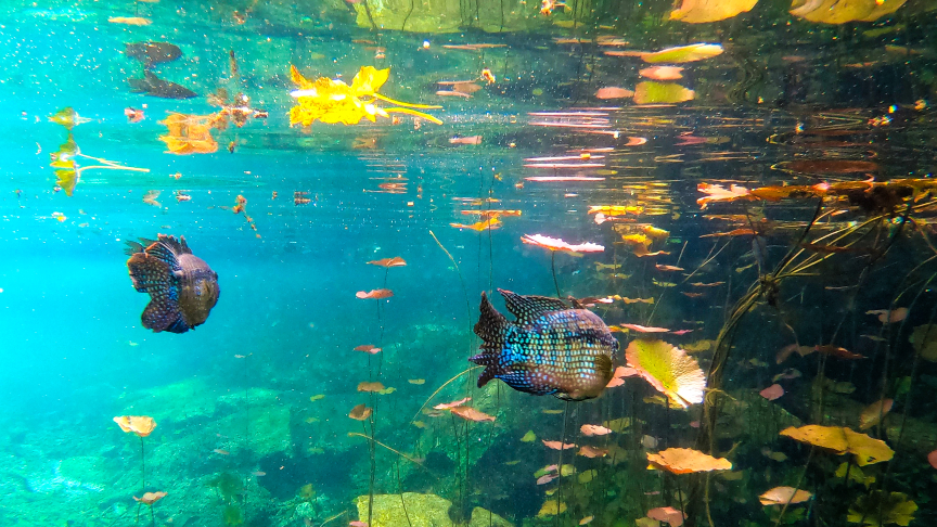 colorful fishes swimming in a cenote, snorkel