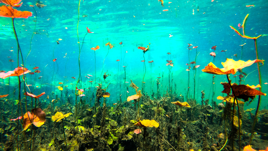 open cenote, underwater garden,swimming in a cenote, snorkel