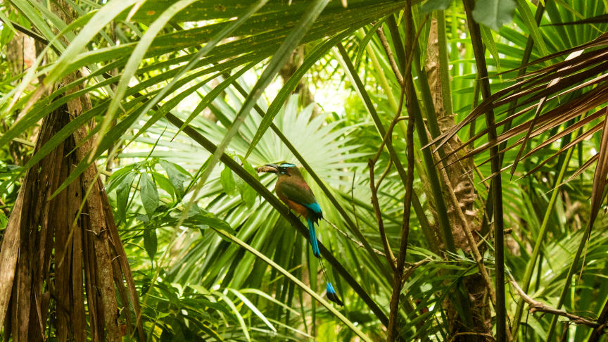 motmot bird, jungle, swimming in a cenote, snorkel