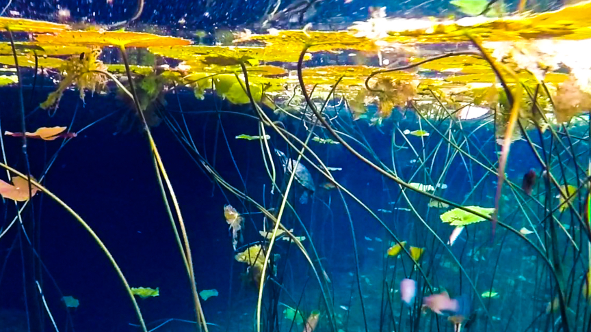 small turtle, swimming in a cenote, snorkel, open cenote