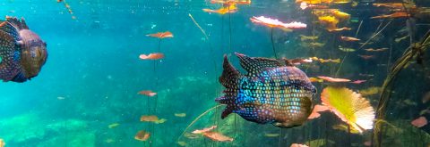 Zwemmen in cenotes