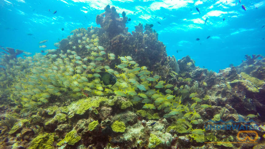 reef conservation