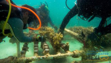 Salvando los corales
