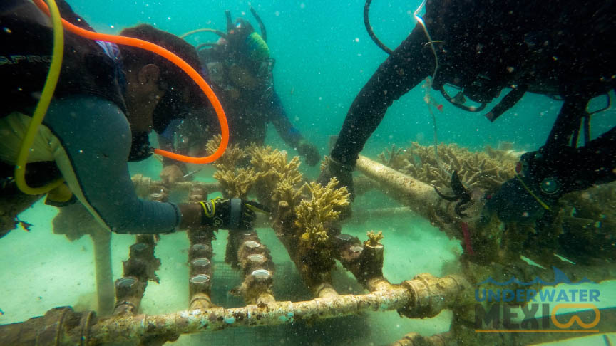 Salvando los corales, stervend koraalrif restaureren